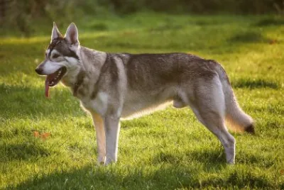 Northern inuit jigsaw puzzle