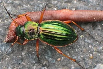 Carabus auratus