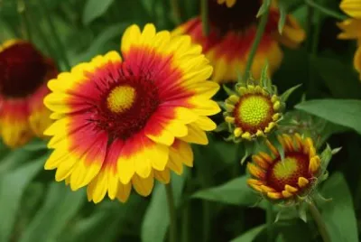 Gaillarde