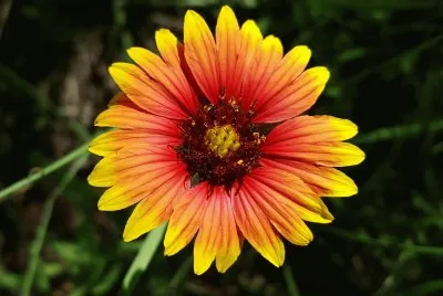 Gaillarde