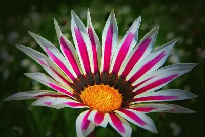 Gazania