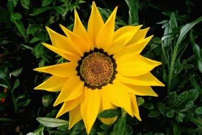 Gazania