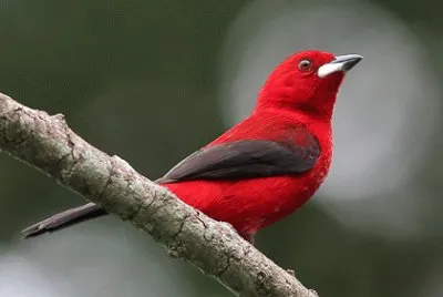 Tangara brasiliana jigsaw puzzle