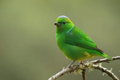 Tangara verde dai sopraccigli dorati