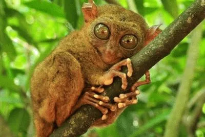 Imagem jigsaw puzzle