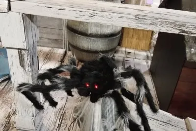 animal