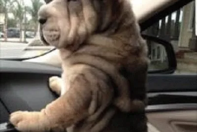 animal