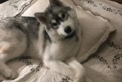 animal