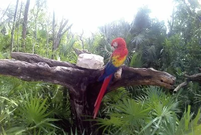 guacamaya