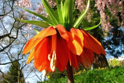 Couronne imperiale