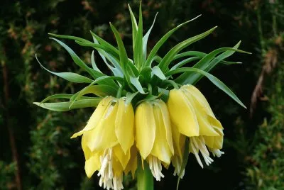 Couronne imperiale