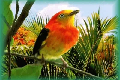 Imagem jigsaw puzzle