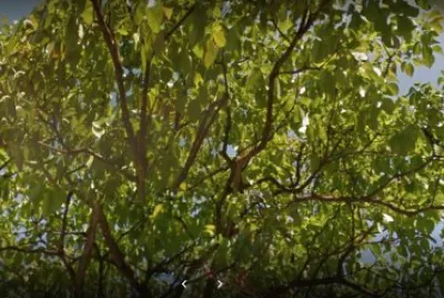 Imagem jigsaw puzzle