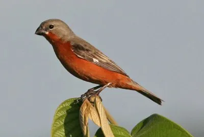 Beccasemi pettorugginoso