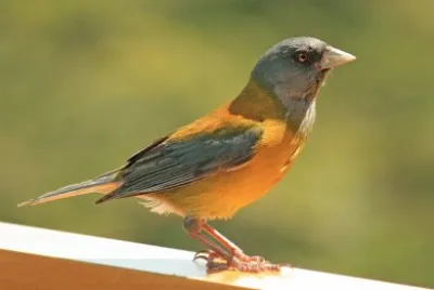 Phrygilus patagonicus