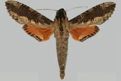 Erinnys crameri