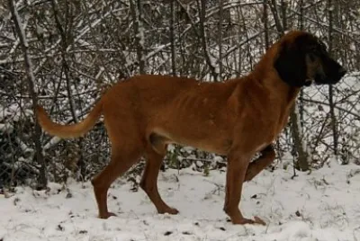 Bavarian montain hound