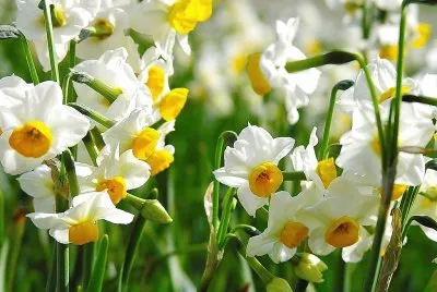 flores