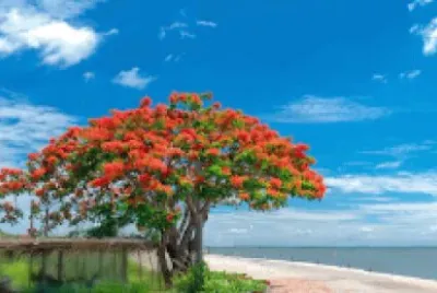 Imagem jigsaw puzzle