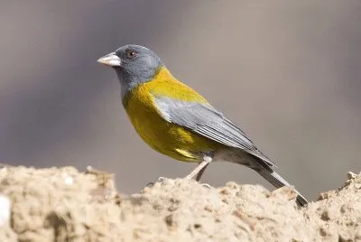 Phrygilus punensis