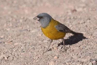 Phrygilus gayi