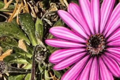 Alicante jigsaw puzzle