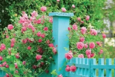Imagem jigsaw puzzle