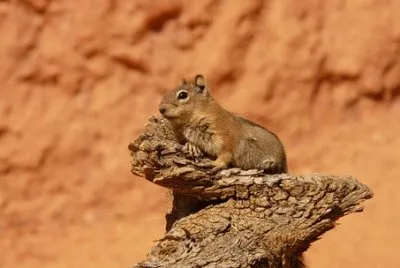Imagem jigsaw puzzle