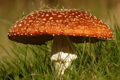 Imagem jigsaw puzzle