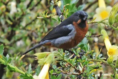 Diglossa brunneiventris
