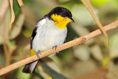Tangara dal groppone giallo