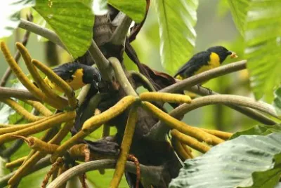 Tangara blu e durata