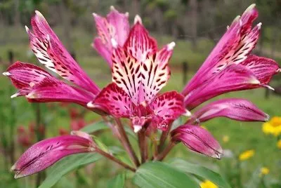 flores