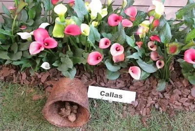 flores