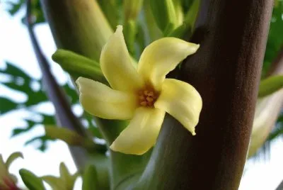 Fleur de papayer