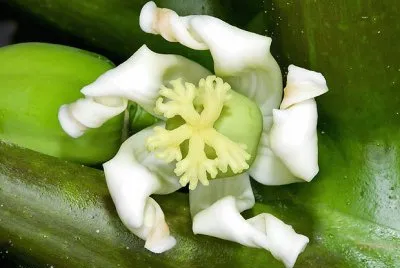 Fleur de papayer