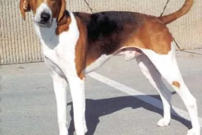 American foxhound
