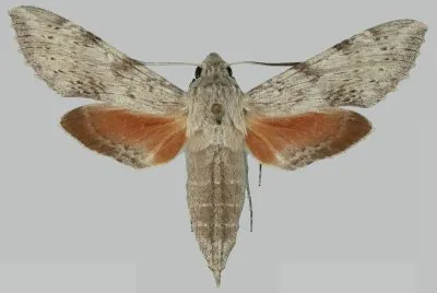 Erinnys obscura