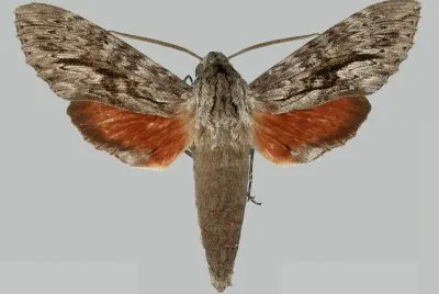 Erinnys yuacatana