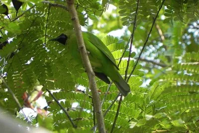Fogliarolo verde maggiore