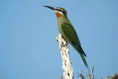 Gruccione del madagascar