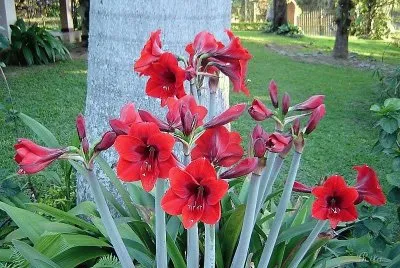 flores