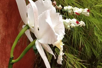 flores