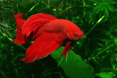 Imagem jigsaw puzzle