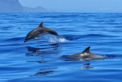 Imagem jigsaw puzzle