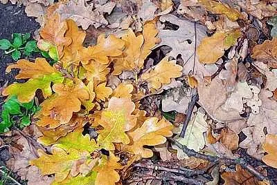 Autumn Leaves
