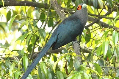 Malkoha chestnut bellied