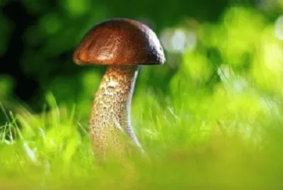 Foto jigsaw puzzle