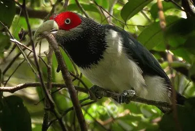 Malkoha red faced
