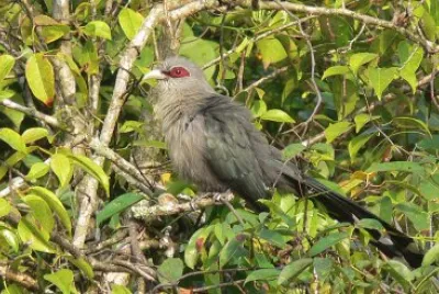 Malkoha green billed jigsaw puzzle